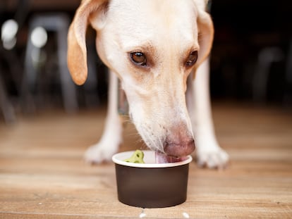 Los sabores de helados pueden resultar tóxicos para los perros.