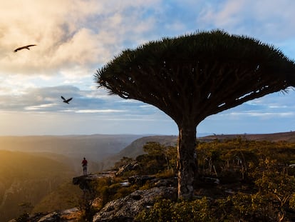 Un drago, en un paisaje desértico.