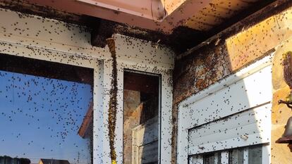 La marea de moscas sobre la fachada de la casa de un vecino de O Val, en Narón (A Coruña).