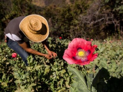 Un plant&iacute;o de amapola en 2016 en Guerrero, M&eacute;xico.