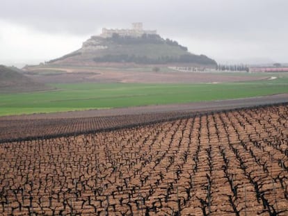 Vi&ntilde;edo de Pago de Carraovejas en Pe&ntilde;afiel (Valladolid).