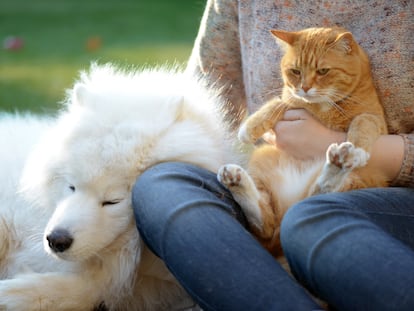 La prevención es la mejor forma de evitar problemas de salud con perros y gatos en la temporada estival.