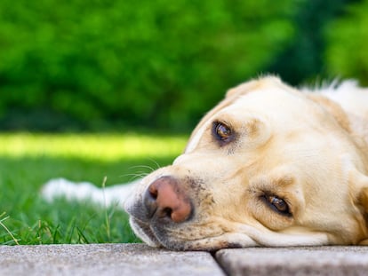 Ciertas razas caninas tienen más predisposición a tener determinadas alergias, como en el caso de las alimentarias, que suelen desarrollar más los Golden Retriever, Labrador, Pastor Alemán, West Highland White Terrier y Pug y Boxer.