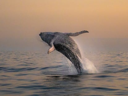 Una ballena jorobada salta en la Bahía de Guanabara, en Río de Janeiro, en 2024.