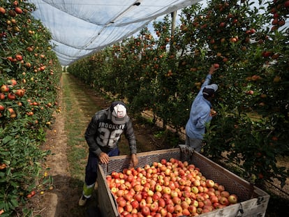 Dos trabajadores recolectan manzanas de la Indicación Geográfica Protegida (IPG) Poma de Girona en La Tallada d'Empordà el pasado mes de agosto.