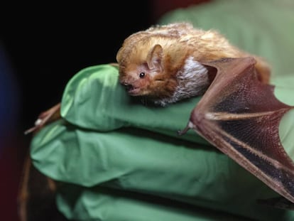 Un murciélago en un laboratorio.