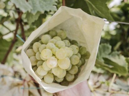 Uvas en un campo del valle del Vinalopó, en Alicante.