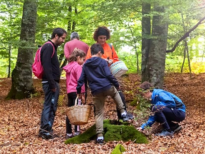 El entorno de los pueblos es un paraíso para las setas. Larraintzar cuenta con un parque micológico en el que recolectar y aprender de manera segura y sostenible de los centenares de hongos que brotan en sus suelos.