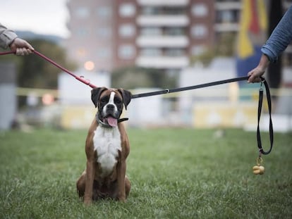 Una pareja tira de sendas correas de un perro de raza boxer.