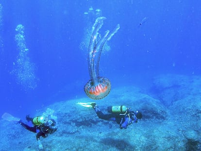 Medusa. En algún lugar del Mediterráneo, 30 de agosto de 2010.