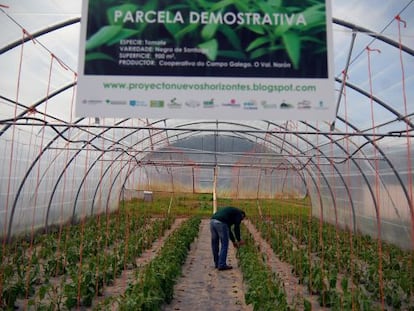 Invernadero de la Cooperativa Galega do Campo, O Val (Nar&oacute;n), donde se planta tomate negro.