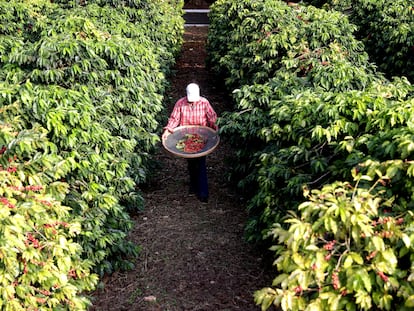 Una mujer recolecta granos de café en un cultivo de Sao Paulo, Brasil.