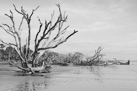 skeleton trees on the beach, botany bay photographed by luxagraf