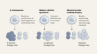 Disease background influences fate of transplanted stem cells