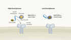 Smart insulin switches itself off in response to low blood sugar