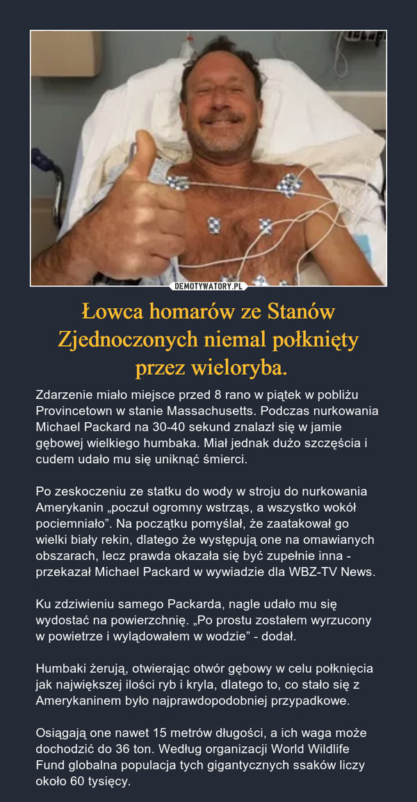 Łowca homarów ze Stanów Zjednoczonych niemal połknięty przez wieloryba. – Zdarzenie miało miejsce przed 8 rano w piątek w pobliżu Provincetown w stanie Massachusetts. Podczas nurkowania Michael Packard na 30-40 sekund znalazł się w jamie gębowej wielkiego humbaka. Miał jednak dużo szczęścia i cudem udało mu się uniknąć śmierci.Po zeskoczeniu ze statku do wody w stroju do nurkowania Amerykanin „poczuł ogromny wstrząs, a wszystko wokół pociemniało”. Na początku pomyślał, że zaatakował go wielki biały rekin, dlatego że występują one na omawianych obszarach, lecz prawda okazała się być zupełnie inna - przekazał Michael Packard w wywiadzie dla WBZ-TV News.Ku zdziwieniu samego Packarda, nagle udało mu się wydostać na powierzchnię. „Po prostu zostałem wyrzucony w powietrze i wylądowałem w wodzie” - dodał.Humbaki żerują, otwierając otwór gębowy w celu połknięcia jak największej ilości ryb i kryla, dlatego to, co stało się z Amerykaninem było najprawdopodobniej przypadkowe.Osiągają one nawet 15 metrów długości, a ich waga może dochodzić do 36 ton. Według organizacji World Wildlife Fund globalna populacja tych gigantycznych ssaków liczy około 60 tysięcy. 