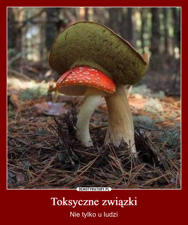 Toksyczne związki – Nie tylko u ludzi 