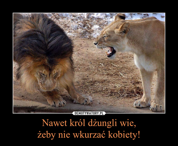 Nawet król dżungli wie,żeby nie wkurzać kobiety! –  