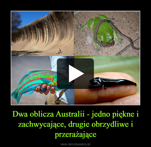 Dwa oblicza Australii - jedno piękne i zachwycające, drugie obrzydliwe i przerażające –  