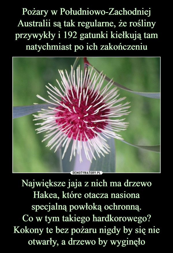 Największe jaja z nich ma drzewo Hakea, które otacza nasionaspecjalną powłoką ochronną.Co w tym takiego hardkorowego?Kokony te bez pożaru nigdy by się nie otwarły, a drzewo by wyginęło –  