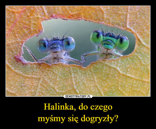 Halinka, do czegomyśmy się dogryzły? –  