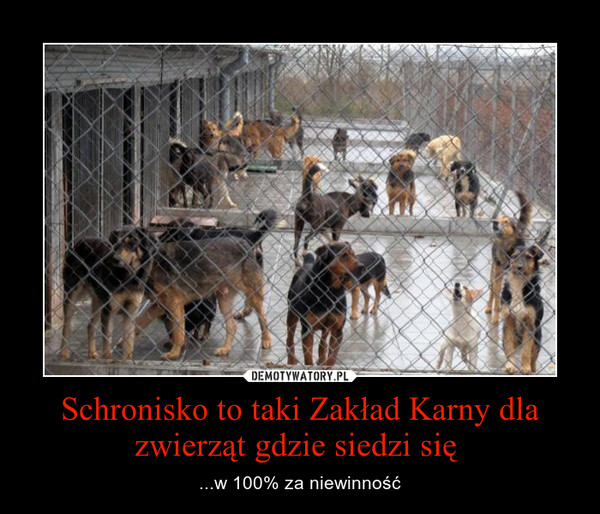 Schronisko to taki Zakład Karny dla zwierząt gdzie siedzi się  – ...w 100% za niewinność 