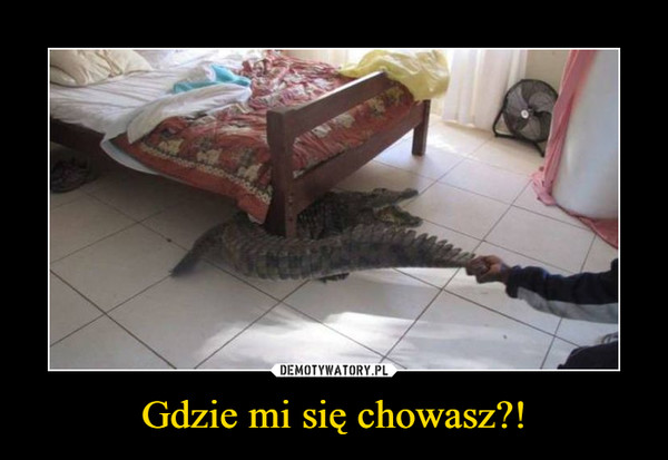 Gdzie mi się chowasz?! –  