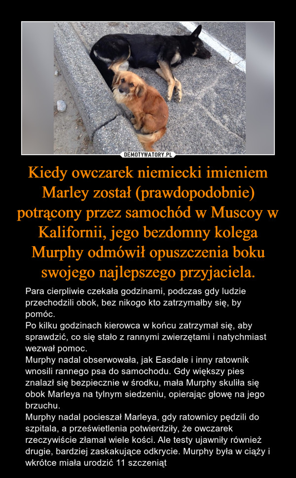 Kiedy owczarek niemiecki imieniem Marley został (prawdopodobnie) potrącony przez samochód w Muscoy w Kalifornii, jego bezdomny kolega Murphy odmówił opuszczenia boku swojego najlepszego przyjaciela. – Para cierpliwie czekała godzinami, podczas gdy ludzie przechodzili obok, bez nikogo kto zatrzymałby się, by pomóc.Po kilku godzinach kierowca w końcu zatrzymał się, aby sprawdzić, co się stało z rannymi zwierzętami i natychmiast wezwał pomoc.Murphy nadal obserwowała, jak Easdale i inny ratownik wnosili rannego psa do samochodu. Gdy większy pies znalazł się bezpiecznie w środku, mała Murphy skuliła się obok Marleya na tylnym siedzeniu, opierając głowę na jego brzuchu.Murphy nadal pocieszał Marleya, gdy ratownicy pędzili do szpitala, a prześwietlenia potwierdziły, że owczarek rzeczywiście złamał wiele kości. Ale testy ujawniły również drugie, bardziej zaskakujące odkrycie. Murphy była w ciąży i wkrótce miała urodzić 11 szczeniąt 