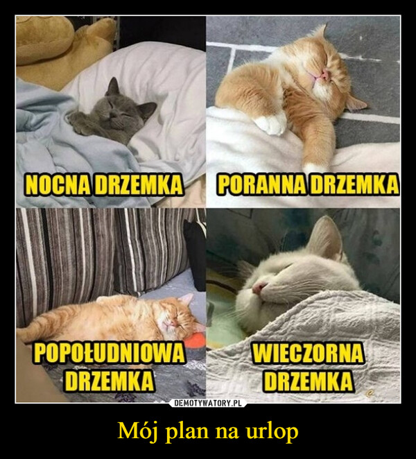 Mój plan na urlop –  NOCNA DRZEMKA PORANNA DRZEMKAPOPOŁUDNIOWADRZEMKAWIECZORNADRZEMKA