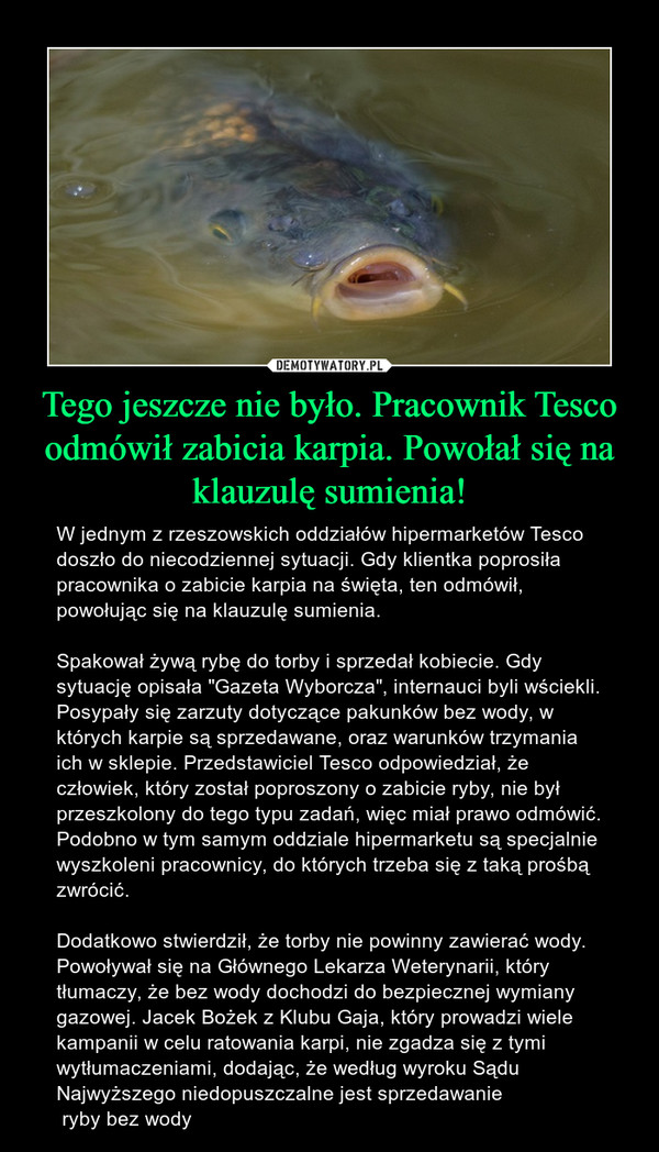 Tego jeszcze nie było. Pracownik Tesco odmówił zabicia karpia. Powołał się na klauzulę sumienia! – W jednym z rzeszowskich oddziałów hipermarketów Tesco doszło do niecodziennej sytuacji. Gdy klientka poprosiła pracownika o zabicie karpia na święta, ten odmówił, powołując się na klauzulę sumienia. Spakował żywą rybę do torby i sprzedał kobiecie. Gdy sytuację opisała "Gazeta Wyborcza", internauci byli wściekli. Posypały się zarzuty dotyczące pakunków bez wody, w których karpie są sprzedawane, oraz warunków trzymania ich w sklepie. Przedstawiciel Tesco odpowiedział, że człowiek, który został poproszony o zabicie ryby, nie był przeszkolony do tego typu zadań, więc miał prawo odmówić. Podobno w tym samym oddziale hipermarketu są specjalnie wyszkoleni pracownicy, do których trzeba się z taką prośbą zwrócić. Dodatkowo stwierdził, że torby nie powinny zawierać wody. Powoływał się na Głównego Lekarza Weterynarii, który tłumaczy, że bez wody dochodzi do bezpiecznej wymiany gazowej. Jacek Bożek z Klubu Gaja, który prowadzi wiele kampanii w celu ratowania karpi, nie zgadza się z tymi wytłumaczeniami, dodając, że według wyroku Sądu Najwyższego niedopuszczalne jest sprzedawanie ryby bez wody 