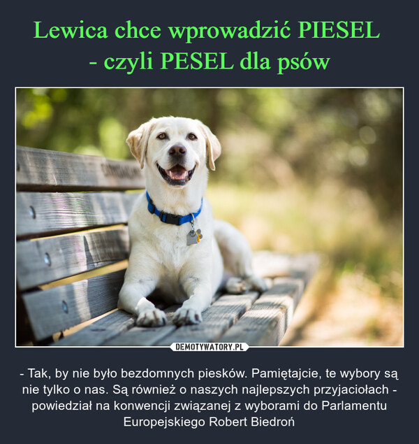  – - Tak, by nie było bezdomnych piesków. Pamiętajcie, te wybory są nie tylko o nas. Są również o naszych najlepszych przyjaciołach - powiedział na konwencji związanej z wyborami do Parlamentu Europejskiego Robert Biedroń 