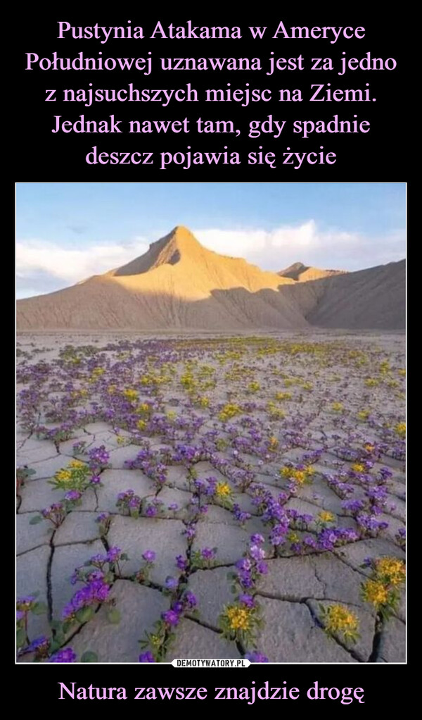 Natura zawsze znajdzie drogę –  