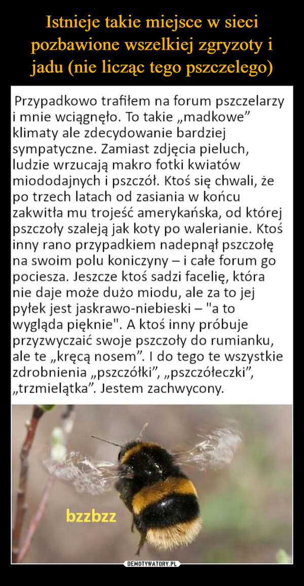  –  Przypadkowo trafiłem na forum pszczelarzyi mnie wciągnęło. To takie,,madkowe"klimaty ale zdecydowanie bardziejsympatyczne. Zamiast zdjęcia pieluch,ludzie wrzucają makro fotki kwiatówmiododajnych i pszczół. Ktoś się chwali, żepo trzech latach od zasiania w końcuzakwitła mu trojeść amerykańska, od którejpszczoły szaleją jak koty po walerianie. Ktośinny rano przypadkiem nadepnął pszczołęna swoim polu koniczyny - i całe forum gopociesza. Jeszcze ktoś sadzi facelię, któranie daje może dużo miodu, ale za to jejpyłek jest jaskrawo-niebieski - "a towygląda pięknie". A ktoś inny próbujeprzyzwyczaić swoje pszczoły do rumianku,ale te,,kręcą nosem". I do tego te wszystkiezdrobnienia,, pszczółki", „pszczółeczki",,,trzmielątka". Jestem zachwycony.bzzbzz