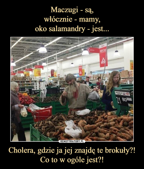 Cholera, gdzie ja jej znajdę te brokuły?! Co to w ogóle jest?! –  