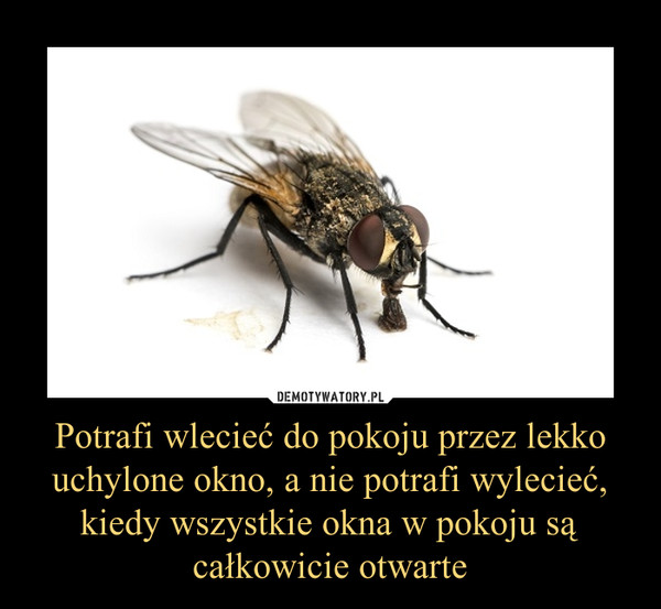 Potrafi wlecieć do pokoju przez lekko uchylone okno, a nie potrafi wylecieć, kiedy wszystkie okna w pokoju są całkowicie otwarte –  