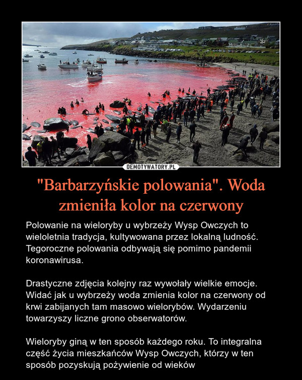 "Barbarzyńskie polowania". Woda zmieniła kolor na czerwony – Polowanie na wieloryby u wybrzeży Wysp Owczych to wieloletnia tradycja, kultywowana przez lokalną ludność. Tegoroczne polowania odbywają się pomimo pandemii koronawirusa.Drastyczne zdjęcia kolejny raz wywołały wielkie emocje. Widać jak u wybrzeży woda zmienia kolor na czerwony od krwi zabijanych tam masowo wielorybów. Wydarzeniu towarzyszy liczne grono obserwatorów.Wieloryby giną w ten sposób każdego roku. To integralna część życia mieszkańców Wysp Owczych, którzy w ten sposób pozyskują pożywienie od wieków Polowanie na wieloryby u wybrzeży Wysp Owczych to wieloletnia tradycja, kultywowana przez lokalną ludność. Tegoroczne polowania odbywają się pomimo pandemii koronawirusa.Drastyczne zdjęcia kolejny raz wywołały wielkie emocje. Widać jak u wybrzeży woda zmienia kolor na czerwony od krwi zabijanych tam masowo wielorybów. Wydarzeniu towarzyszy liczne grono obserwatorów.Wieloryby giną w ten sposób każdego roku. To integralna część życia mieszkańców Wysp Owczych, którzy w ten sposób pozyskują pożywienie od wieków