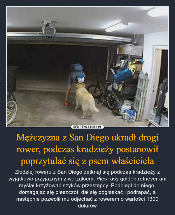 Mężczyzna z San Diego ukradł drogi rower, podczas kradzieży postanowił poprzytulać się z psem właściciela – Złodziej roweru z San Diego zetknął się podczas kradzieży z wyjątkowo przyjaznym ziwerzakiem. Pies rasy golden retriever ani myślał krzyżować szyków przestępcy. Podbiegł do niego, domagając się pieszczot, dał się pogłaskać i podrapać, a następnie pozwolił mu odjechać z rowerem o wartości 1300 dolarów 