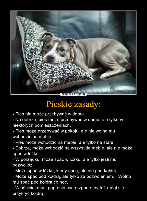 Pieskie zasady: – - Pies nie może przebywać w domu. - No dobrze, pies może przebywać w domu, ale tylko w niektórych pomieszczeniach. - Pies może przebywać w pokoju, ale nie wolno mu wchodzić na meble. - Pies może wchodzić na meble, ale tylko na stare. - Dobrze, może wchodzić na wszystkie meble, ale nie może spać w łóżku.  - W porządku, może spać w łóżku, ale tylko jeśli mu pozwolisz. - Może spać w łóżku, kiedy chce, ale nie pod kołdrą. - Może spać pod kołdrą, ale tylko za pozwoleniem. - Wolno mu spać pod kołdrą co noc. - Właściciel musi poprosić psa o zgodę, by też mógł się przykryć kołdrą 