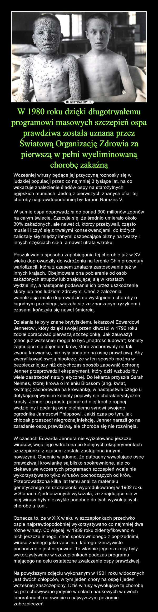 W 1980 roku dzięki długotrwałemu programowi masowych szczepień ospa prawdziwa została uznana przez Światową Organizację Zdrowia za pierwszą w pełni wyeliminowaną chorobę zakaźną – Wcześniej wirusy będące jej przyczyną roznosiły się w ludzkiej populacji przez co najmniej 3 tysiące lat, na co wskazuje znalezienie śladów ospy na starożytnych egipskich mumiach. Jedną z pierwszych znanych ofiar tej choroby najprawdopodobniej był faraon Ramzes V.W sumie ospa doprowadziła do ponad 300 milionów zgonów na całym świecie. Szacuje się, że średnio umierało około 30% zakażonych, ale nawet ci, którzy przeżywali, często musieli liczyć się z trwałymi konsekwencjami, do których zaliczały się między innymi oszpecające blizny na twarzy i innych częściach ciała, a nawet utrata wzroku.Poszukiwania sposobu zapobiegania tej chorobie już w XV wieku doprowadziły do wdrożenia na terenie Chin procedury wariolizacji, która z czasem znalazła zastosowanie też w innych krajach. Obejmowała ona pobieranie od osób zakażonych strupów lub znajdującej się w krostach wydzieliny, a następnie podawanie ich przez uszkodzenie skóry lub nos ludziom zdrowym. Choć z założenia wariolizacja miała doprowadzić do wystąpienia choroby o łagodnym przebiegu, wiązała się ze znaczącym ryzykiem i czasami kończyła się nawet śmiercią.Działania te były znane brytyjskiemu lekarzowi Edwardowi Jennerowi, który dzięki swojej przenikliwości w 1796 roku zdołał opracować pierwszą szczepionkę. Jak zauważył (choć już wcześniej mogła to być „mądrość ludowa”) kobiety zajmujące się dojeniem krów, które zachorowały na tak zwaną krowiankę, nie były podatne na ospę prawdziwą. Aby zweryfikować swoją hipotezę, że w ten sposób można w bezpieczniejszy niż dotychczas sposób zapewnić ochronę Jenner przeprowadził eksperyment, który dziś wzbudziłby wiele zastrzeżeń natury etycznej. Do lekarza przyszła Sarah Nelmes, której krowa o imieniu Blossom (ang. kwiat, kwitnąć) zachorowała na krowiankę, w następstwie czego u dotykającej wymion kobiety pojawiły się charakterystyczne krosty. Jenner po prostu pobrał od niej trochę ropnej wydzieliny i podał ją ośmioletniemu synowi swojego ogrodnika Jamesowi Phippsowi. Jakiś czas po tym, jak chłopak przeszedł niegroźną infekcję, Jenner naraził go na zarażenie ospą prawdziwą, ale choroba się nie rozwinęła.W czasach Edwarda Jennera nie wyizolowano jeszcze wirusów, więc jego wdrożona po kolejnych eksperymentach szczepionka z czasem została zastąpiona innymi, nowszymi. Obecnie wiadomo, że patogeny wywołujące ospę prawdziwą i krowiankę są blisko spokrewnione, ale co ciekawe we wczesnych programach szczepień wcale nie wykorzystywano tylko wirusów pochodzących od krów. Przeprowadzona kilka lat temu analiza materiału genetycznego ze szczepionki wyprodukowanej w 1902 roku w Stanach Zjednoczonych wykazała, że znajdujące się w niej wirusy były niezwykle podobne do tych wywołujących chorobę u koni.Oznacza to, że w XIX wieku w szczepionkach przeciwko ospie najprawdopodobniej wykorzystywano co najmniej dwa różne wirusy. Co więcej, w 1939 roku zidentyfikowano w nich jeszcze innego, choć spokrewnionego z poprzednimi, wirusa znanego jako vaccinia, którego rzeczywiste pochodzenie jest niepewne. To właśnie jego szczepy były wykorzystywane w szczepionkach podczas programu mającego na celu ostateczne zwalczenie ospy prawdziwej.Na powyższym zdjęciu wykonanym w 1901 roku widocznych jest dwóch chłopców, w tym jeden chory na ospę i jeden wcześniej zaszczepiony. Dziś wirusy wywołujące tę chorobę są przechowywane jedynie w celach naukowych w dwóch laboratoriach na świecie o najwyższym poziomie zabezpieczeń 