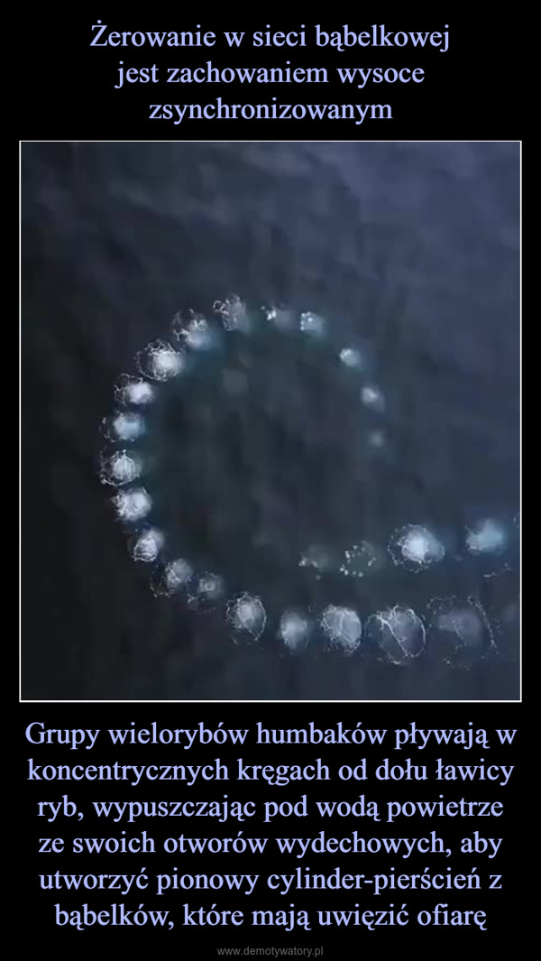 Grupy wielorybów humbaków pływają w koncentrycznych kręgach od dołu ławicy ryb, wypuszczając pod wodą powietrze ze swoich otworów wydechowych, aby utworzyć pionowy cylinder-pierścień z bąbelków, które mają uwięzić ofiarę –  