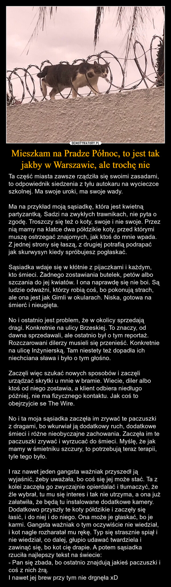 Mieszkam na Pradze Północ, to jest tak jakby w Warszawie, ale trochę nie – Ta część miasta zawsze rządziła się swoimi zasadami, to odpowiednik siedzenia z tyłu autokaru na wycieczce szkolnej. Ma swoje uroki, ma swoje wady. Ma na przykład moją sąsiadkę, która jest kwietną partyzantką. Sadzi na zwykłych trawnikach, nie pyta o zgodę. Troszczy się też o koty, swoje i nie swoje. Przez nią mamy na klatce dwa półdzikie koty, przed którymi muszę ostrzegać znajomych, jak ktoś do mnie wpada. Z jednej strony się łaszą, z drugiej potrafią podrapać jak skurwysyn kiedy spróbujesz pogłaskać.Sąsiadka wdaje się w kłótnie z pijaczkami i każdym, kto śmieci. Żadnego zostawiania butelek, petów albo szczania do jej kwiatów. I ona naprawdę się nie boi. Są ludzie odważni, którzy robią coś, bo pokonują strach, ale ona jest jak Gimli w okularach. Niska, gotowa na śmierć i nieugięta.No i ostatnio jest problem, że w okolicy sprzedają dragi. Konkretnie na ulicy Brzeskiej. To znaczy, od dawna sprzedawali, ale ostatnio był o tym reportaż. Rozczarowani dilerzy musieli się przenieść. Konkretnie na ulicę Inżynierską. Tam niestety też dopadła ich niechciana sława i było o tym głośno.Zaczęli więc szukać nowych sposobów i zaczęli urządzać skrytki u mnie w bramie. Wiecie, diler albo ktoś od niego zostawia, a klient odbiera niedługo później, nie ma fizycznego kontaktu. Jak coś to obejrzyjcie se The Wire.No i ta moja sąsiadka zaczęła im zrywać te paczuszki z dragami, bo wkurwiał ją dodatkowy ruch, dodatkowe śmieci i różne nieobyczajne zachowania. Zaczęła im te paczuszki zrywać i wyrzucać do śmieci. Myślę, że jak mamy w śmietniku szczury, to potrzebują teraz terapii, tyle tego było.I raz nawet jeden gangsta ważniak przyszedł ją wyjaśnić, żeby uważała, bo coś się jej może stać. Ta z kolei zaczęła go zwyczajnie opierdalać i tłumaczyć, że źle wybrał, tu mu się interes i tak nie utrzyma, a ona już załatwiła, że będą tu instalowane dodatkowe kamery. Dodatkowo przyszły te koty półdzikie i zaczęły się łasić, i do niej i do niego. Ona może je głaskać, bo je karmi. Gangsta ważniak o tym oczywiście nie wiedział, i kot nagle rozharatał mu rękę. Typ się strasznie spiął i nie wiedział, co dalej, głupio udawać twardziela i zawinąć się, bo kot cię drapie. A potem sąsiadka rzuciła najlepszy tekst na świecie:- Pan się zbada, bo ostatnio znajdują jakieś paczuszki i coś z nich żrą. I nawet jej brew przy tym nie drgnęła xD 