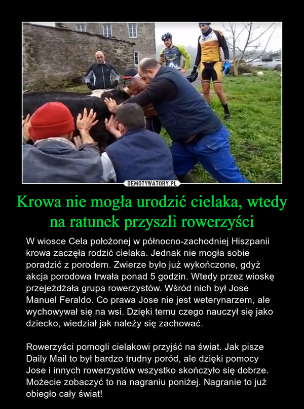 Krowa nie mogła urodzić cielaka, wtedy na ratunek przyszli rowerzyści – W wiosce Cela położonej w północno-zachodniej Hiszpanii krowa zaczęła rodzić cielaka. Jednak nie mogła sobie poradzić z porodem. Zwierze było już wykończone, gdyż akcja porodowa trwała ponad 5 godzin. Wtedy przez wioskę przejeżdżała grupa rowerzystów. Wśród nich był Jose Manuel Feraldo. Co prawa Jose nie jest weterynarzem, ale wychowywał się na wsi. Dzięki temu czego nauczył się jako dziecko, wiedział jak należy się zachować. Rowerzyści pomogli cielakowi przyjść na świat. Jak pisze Daily Mail to był bardzo trudny poród, ale dzięki pomocy Jose i innych rowerzystów wszystko skończyło się dobrze. Możecie zobaczyć to na nagraniu poniżej. Nagranie to już obiegło cały świat! 