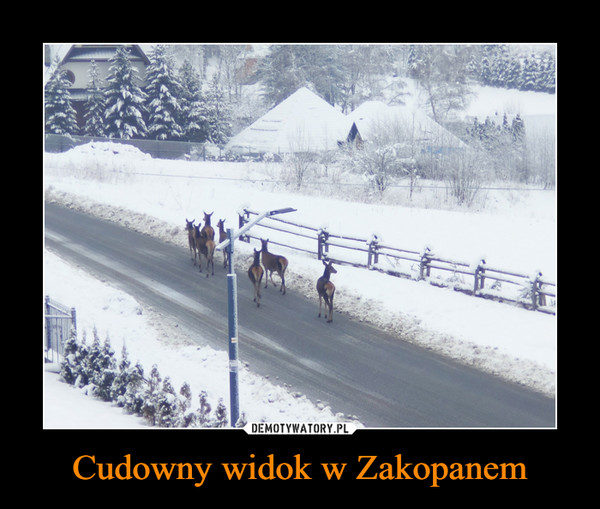 Cudowny widok w Zakopanem –  