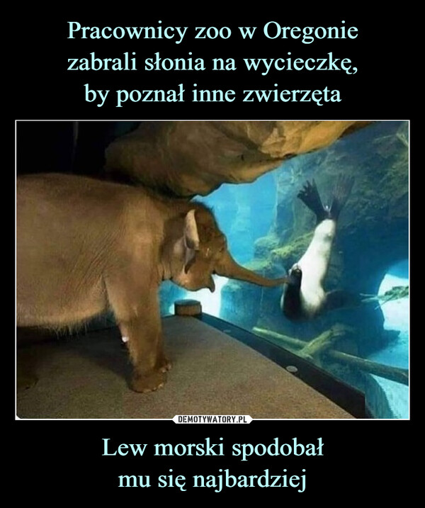 Lew morski spodobałmu się najbardziej –  