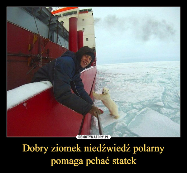 Dobry ziomek niedźwiedź polarny pomaga pchać statek –  