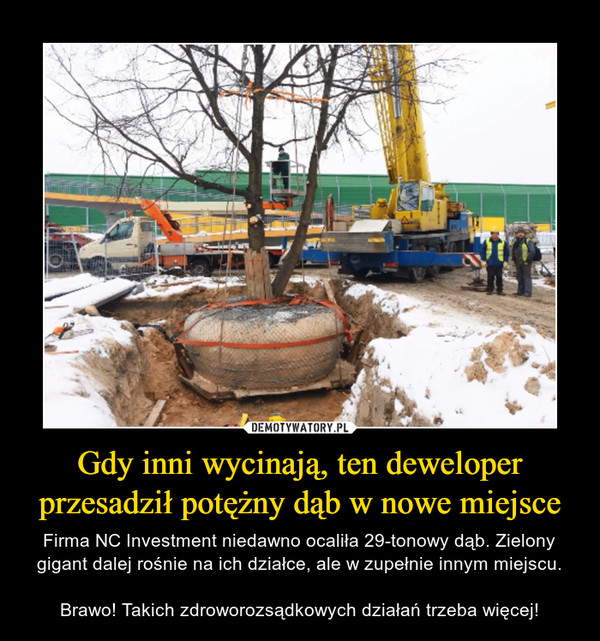 Gdy inni wycinają, ten deweloper przesadził potężny dąb w nowe miejsce – Firma NC Investment niedawno ocaliła 29-tonowy dąb. Zielony gigant dalej rośnie na ich działce, ale w zupełnie innym miejscu.Brawo! Takich zdroworozsądkowych działań trzeba więcej! 