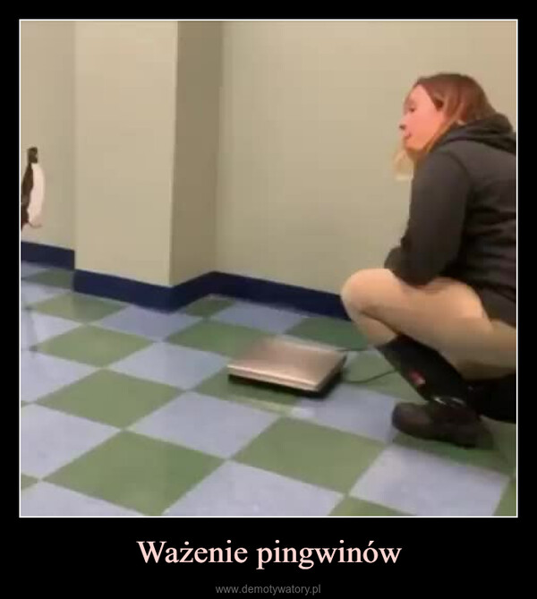 Ważenie pingwinów –  