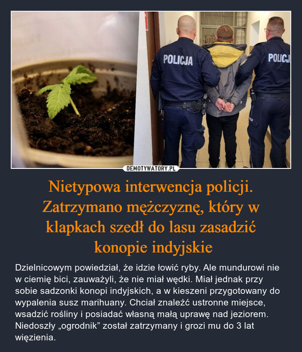 Nietypowa interwencja policji. Zatrzymano mężczyznę, który w klapkach szedł do lasu zasadzić konopie indyjskie – Dzielnicowym powiedział, że idzie łowić ryby. Ale mundurowi nie w ciemię bici, zauważyli, że nie miał wędki. Miał jednak przy sobie sadzonki konopi indyjskich, a w kieszeni przygotowany do wypalenia susz marihuany. Chciał znaleźć ustronne miejsce, wsadzić rośliny i posiadać własną małą uprawę nad jeziorem. Niedoszły „ogrodnik” został zatrzymany i grozi mu do 3 lat więzienia. POLICJPOLICJA