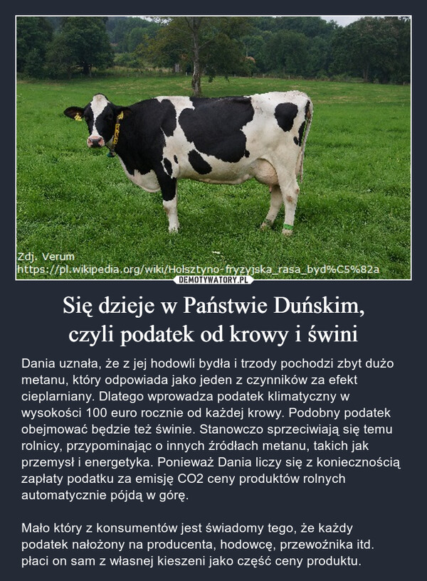 Się dzieje w Państwie Duńskim,czyli podatek od krowy i świni – Dania uznała, że z jej hodowli bydła i trzody pochodzi zbyt dużo metanu, który odpowiada jako jeden z czynników za efekt cieplarniany. Dlatego wprowadza podatek klimatyczny w wysokości 100 euro rocznie od każdej krowy. Podobny podatek obejmować będzie też świnie. Stanowczo sprzeciwiają się temu rolnicy, przypominając o innych źródłach metanu, takich jak przemysł i energetyka. Ponieważ Dania liczy się z koniecznością zapłaty podatku za emisję CO2 ceny produktów rolnych automatycznie pójdą w górę. Mało który z konsumentów jest świadomy tego, że każdy podatek nałożony na producenta, hodowcę, przewoźnika itd. płaci on sam z własnej kieszeni jako część ceny produktu. Zdj. Verumhttps://pl.wikipedia.org/wiki/Holsztyno-fryzyjska_rasa_byd%C5%82a