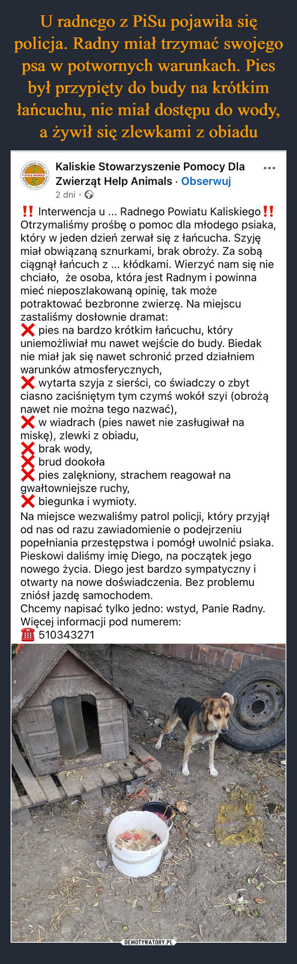  –  STRAŻ ZWIERZĄTKaliskie Stowarzyszenie Pomocy DlaZwierząt Help Animals Obserwuj2 dni....!! Interwencja u Radnego Powiatu Kaliskiego !!Otrzymaliśmy prośbę o pomoc dla młodego psiaka,który w jeden dzień zerwał się z łańcucha. Szyjęmiał obwiązaną sznurkami, brak obroży. Za sobąciągnął łańcuch z ... kłódkami. Wierzyć nam się niechciało, że osoba, która jest Radnym i powinnamieć nieposzlakowaną opinię, tak możepotraktować bezbronne zwierzę. Na miejscuzastaliśmy dosłownie dramat:✗pies na bardzo krótkim łańcuchu, któryuniemożliwiał mu nawet wejście do budy. Biedaknie miał jak się nawet schronić przed działniemwarunków atmosferycznych,× wytarta szyja z sierści, co świadczy o zbytciasno zaciśniętym tym czymś wokół szyi (obrożąnawet nie można tego nazwać),✓ w wiadrach (pies nawet nie zasługiwał namiskę), zlewki z obiadu,brak wody,brud dookołapies zalękniony, strachem reagował nagwałtowniejsze ruchy,× biegunka i wymioty.Na miejsce wezwaliśmy patrol policji, który przyjąłod nas od razu zawiadomienie o podejrzeniupopełniania przestępstwa i pomógł uwolnić psiaka.Pieskowi daliśmy imię Diego, na początek jegonowego życia. Diego jest bardzo sympatyczny iotwarty na nowe doświadczenia. Bez problemuzniósł jazdę samochodem.Chcemy napisać tylko jedno: wstyd, Panie Radny.Więcej informacji pod numerem:510343271